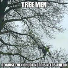 Tree Men Arborist Arborist Climbing Trees Tree Arborist Arborist Climbing