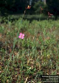 Image result for Afrosciadium eylesii