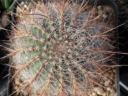 Image result for Cavacoa aurea