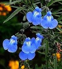 Image result for Halopegia azurea