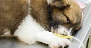 Maybe you would like to learn more about one of these? The 7 Foods Most Likely To Make Your Pet Sick Cbs News
