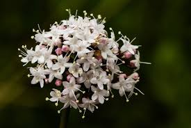 Image result for Valeriana capensis