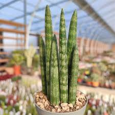 Image result for Sansevieria
