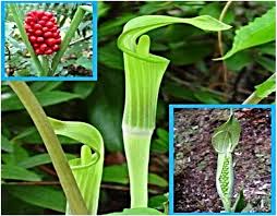 Image result for Arisaema