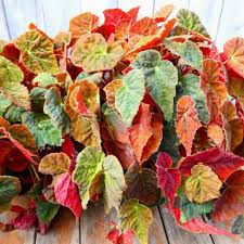 Image result for Begonia oxyloba