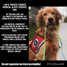 Service Dog In 2020 Service Dogs Psychiatric Service Dog Service Dogs Gear