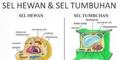 Namun secara singkat, sel hewan dan sel tumbuhan memiliki beberapa perbedaan menonjol yaitu bahwa sel hewan berbentuk tidak tetap karena tidak memiliki dinding sel, dan berukuran lebih kecil. 7 Perbedaan Sel Hewan Dan Tumbuhan Yang Perlu Diketahui Jangan Sampai Keliru Merdeka Com