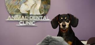 Pet dental health is vital in the long term overall health of your pets and when it comes to pet dental disease or injuries, it's important to choose a board certified veterinary dentist who can provide the highest level of care for your pet. Animal Dental Clinic Pet Dentistry Oral Surgery Lake Oswego Portland Veterinary Dentist
