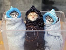 Cute Cat Photos Free Download Free Desk Wallpapers Cute Cats Photos Cats Doing Funny Things Cute Cat Wallpaper Find & download free graphic resources for puppy. cats doing funny things cute cat wallpaper
