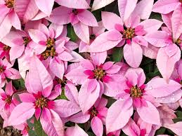 Gorgeous New Poinsettia Varieties To Keep Holiday Spirits Bright Sunset Poinsettia Plant Poinsettia Holiday Flower