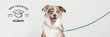 Maybe you would like to learn more about one of these? Petsmart Dog Training Class 2021 Review Is It Worth It