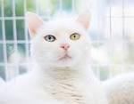 The Best White Cat Breeds to Keep as Pets