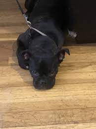 Check spelling or type a new query. Bugg Puppies For Sale Brooklyn Ny 305865 Petzlover