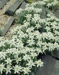 Edelweiss Strahlende Blutensterne Pflanzen Steingarten Alpine Pflanzen