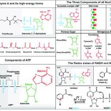 Three distinctive chemical subunits form a nucleotide: Pdf The Great Controlling Nucleotide Coenzymes