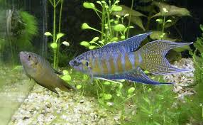 Paradise Fish Female And Male Sexing Of Paradise Fish Macropodus Opercularis Is Easy As Males Are More Colorful And Peixes Ornamentais Agua Doce Peixes