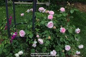 Buy olivia rose austin from david austin with a 5 year guarantee and expert aftercare. Photo Of The Entire Plant Of Rose Rosa Olivia Rose Austin Posted By Kousa Garden Org