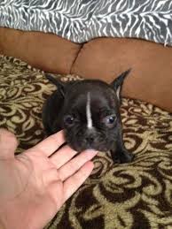 We are located in queen creek, az and our bulldogs are raised in our home and are a member of the family! French Bulldog Puppy For Sale Arizona Page 2