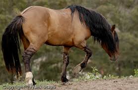 Sorraia Mustang Horses Wild Horses Dun Horse