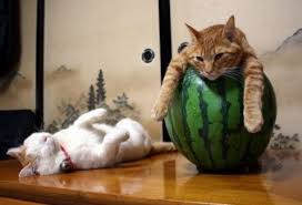 Kedilerin En Komik Halleri Foto Galeri Kedi Kedileri Seviyorum Cok Sirin Hayvanlar