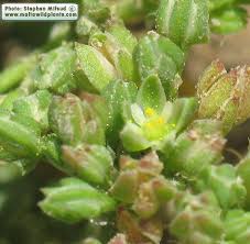 Image result for Polycarpon tetraphyllum