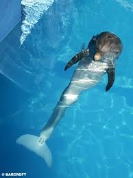 Clearwater Marine Aquarium Winter The Dolphin Clearwater Florida Dolphin Tale Marine Aquarium Clearwater Marine Aquarium