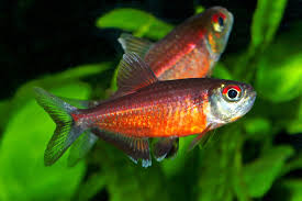 List of fishes - Fishipedia