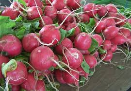 Radishes Planting Growing And Harvesting Radishes The