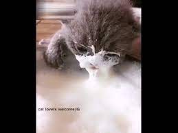 Check spelling or type a new query. Cute Kitten Drinking Milk With Face Youtube
