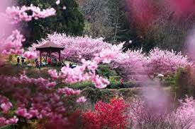 We would like to show you a description here but the site won't allow us. Lokasi Yang Wajib Di Kunjungi Untuk Melihat Sakura Di Taiwan 2019 Klook Blog
