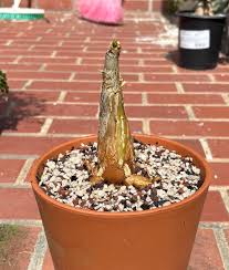 Image result for Cyphostemma quinatum