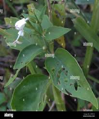 Image result for Hypoestes forskaolii