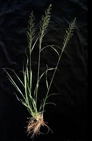 Image result for Sporobolus bechuanicus