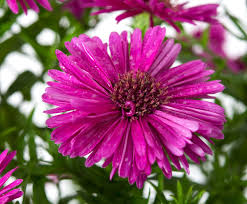Image result for Asters `Jenny