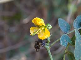 Image result for Senna obtusifolia