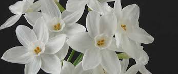 Sturdier Paperwhites Birth Month Flowers December Birth Flower Narcissus Flower