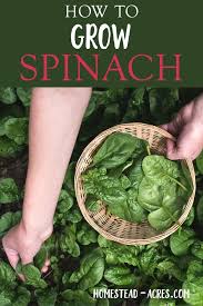 Spinach is grown from seed directly on the ground because they don't transfer well. Growing Spinach How To Plant Grow And Harvest Spinach Homestead Acres