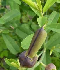 Image result for Crotalaria retusa