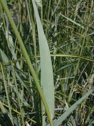Image result for Agrostis isopholis