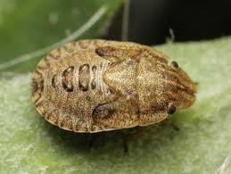 Image result for Pentanisia sykesii