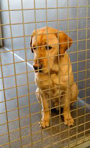 These puppies were all rescued in 2019 by some of our finest serving on foreign soil. Labrador Rescue And How To Adopt A Dog A Dog Rehoming Guide