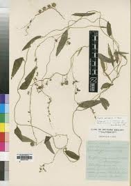 Image result for Cyphia lasiandra