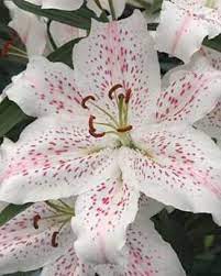 Maybe you would like to learn more about one of these? Lilies Bulbs Lily Bulbs For Sale Online Buy Lilies Flower Bulbs Tubers Garden Plants Online Uk