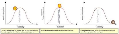 Factors Affecting The Rate Of Photosynthesis Photosynthesis