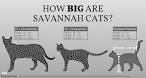 Savannah cat - Wikipedia