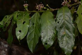 Image result for Aidia micrantha