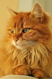 Pin By Carole Kline On Baby Cats In 2020 Pretty Cats Cats Beautiful Cats