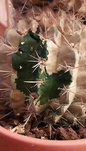 Les cactus sont souvent cultivées dans des milieux différents de leur région d'origine, le climat n'est pas le même en amérique latine et en france les maladies cryptogamiques sont provoquées par des champignons et des bactéries, elles ont le plus souvent de graves conséquences pour les cactus. Maladie Des Cactus Causes Traitements Et Preventions Cactus Malade