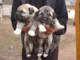 Kurdish Kangal Puppies Puppies Dogs Puppies For Sale
