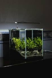 Bonsai kali ini untuk ukuran tank panjang :40cm tinggi :30cm lebar :25cm bahan yang digunakan.pohon senggani.batu pasir/sandstone.javamoss ba. Mulai Menggeluti Aquascape Ini 10 Rekomendasi Produk Aquascape Terbaik Untuk Anda 2020